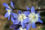 winter flower