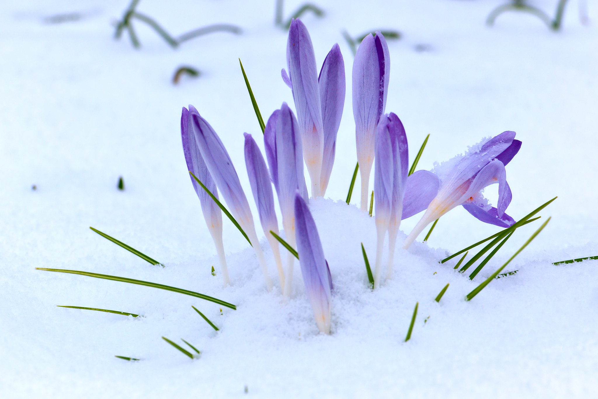 winter flower