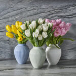 how to grow and care for tulips