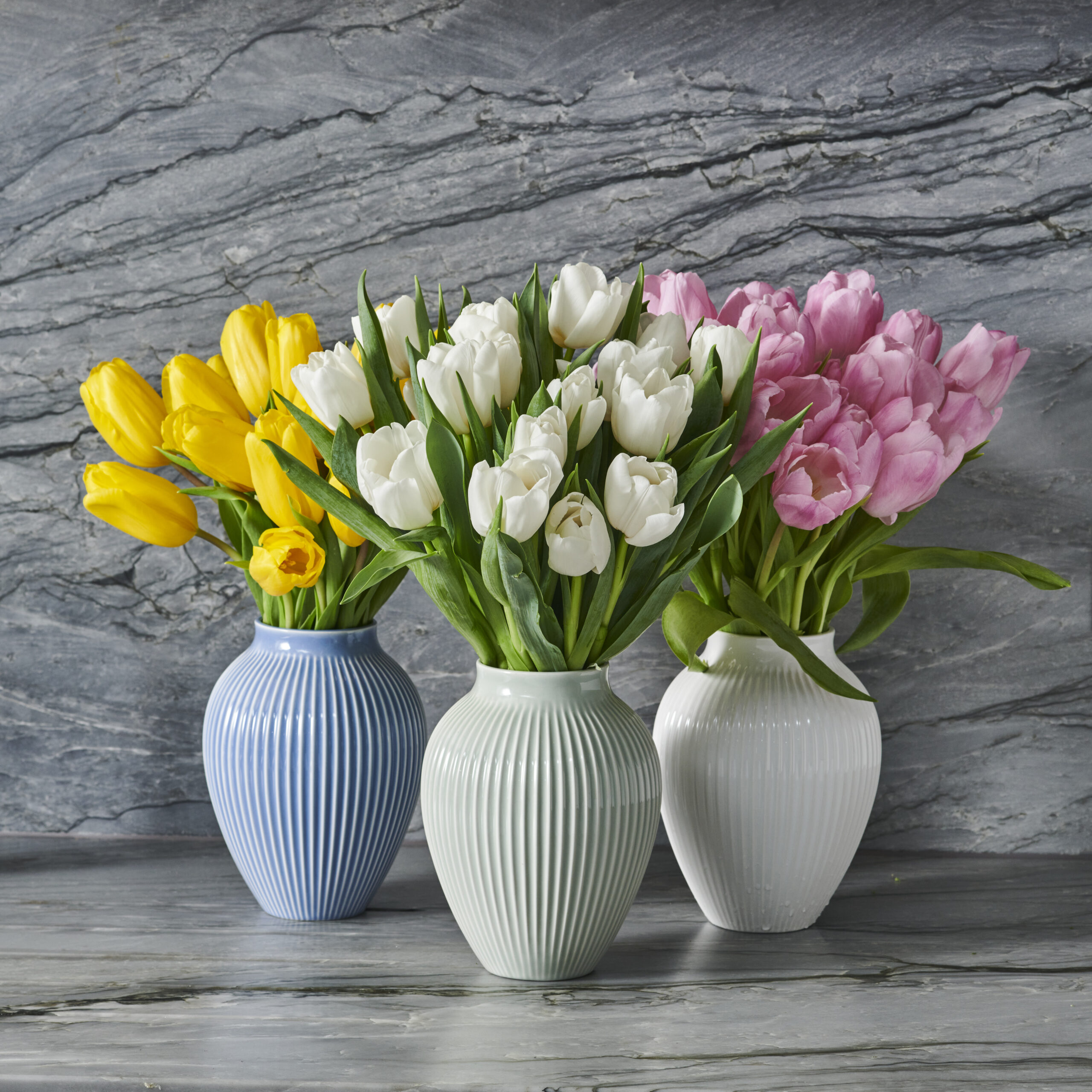 how to grow and care for tulips
